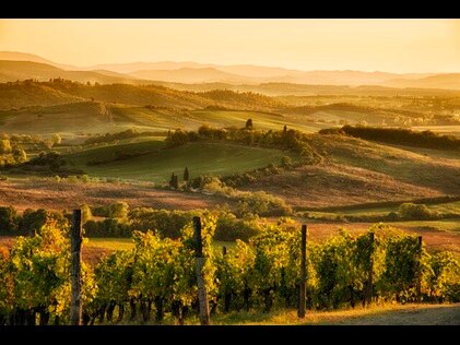 Vineyards glowing with autumn sunset hues.
