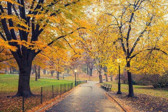 Fall Foliage tree-lined path in Central Park, New York City.