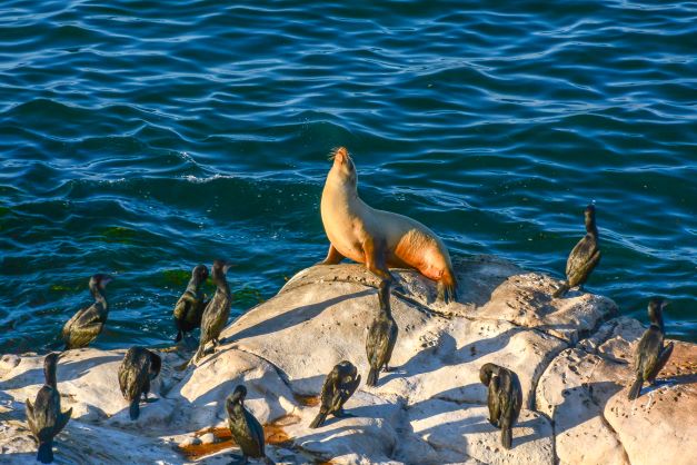 Regal Sea Loin sunning itself on rocks alongside birds and beautiful blue waters, Southern California. 