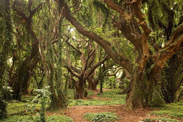Beautiful trees in Hana, Maui, Hawaii. 