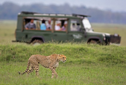 A cheetah stalks through the grass as a safari vehicle sits parked in the distance, Masai Mara, Kenya