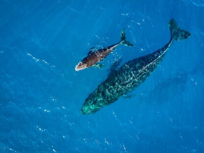 Aerial view of two humpback whales in the crystal clear blue waters of Maui, Hawaii. 