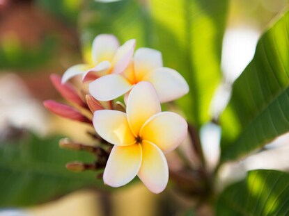 Close up shot of yellow and white tropical flower. 