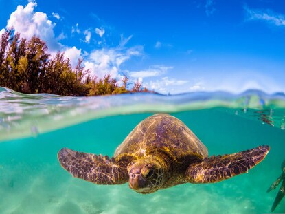 Underwater shot of a sea turtle in Hawaii.